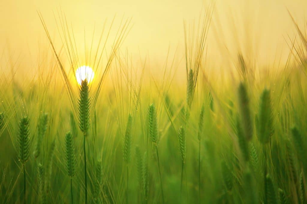 feld
