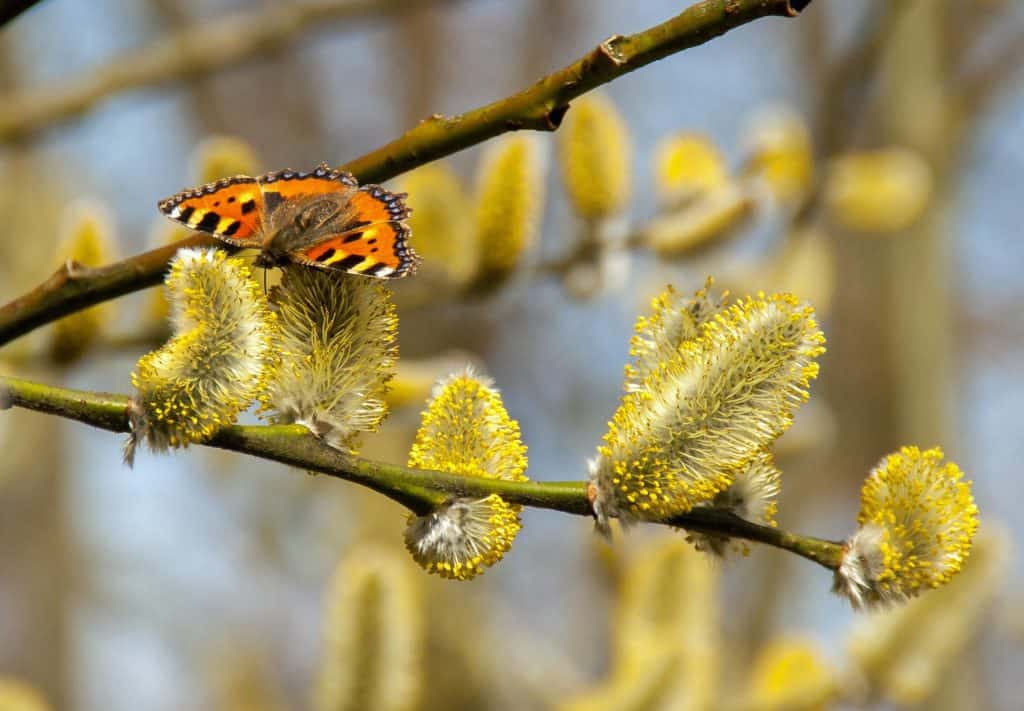 Allergien Wien